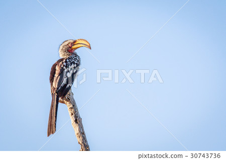Southern yellow-billed hornbill on a branch. 30743736