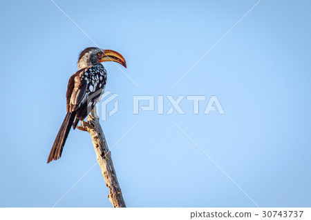 Southern yellow-billed hornbill on a branch. 30743737