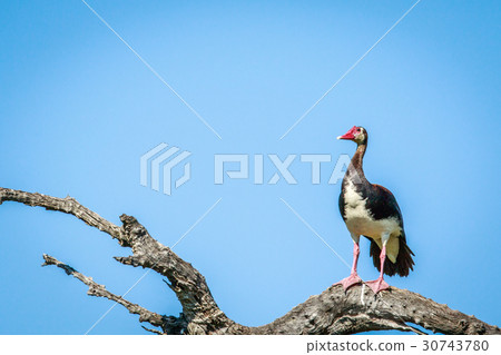 Spur-winged goose on a branch. Spur-winged goose on a branch. 30743780