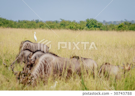 Cattle egret standing on a Blue wildebeest. 30743788