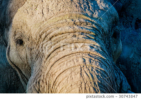 Close up of an Elephant in Chobe. Close up of an Elephant in Chobe. 30743847