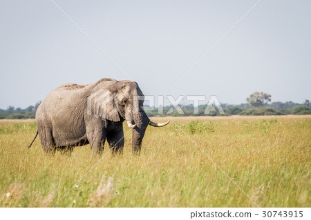 Elephant standing in high grass in Chobe. 30743915