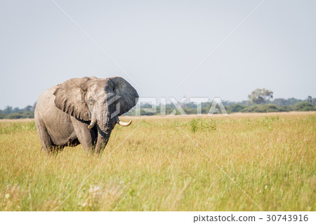 Elephant standing in high grass in Chobe. 30743916
