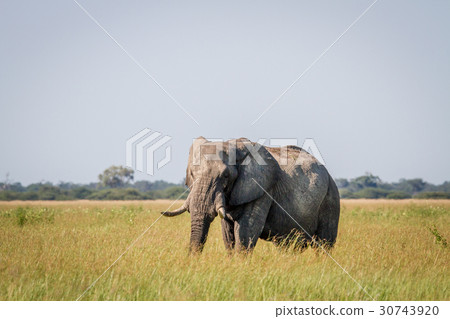 Elephant standing in high grass in Chobe. Elephant standing in high grass in Chobe. 30743920