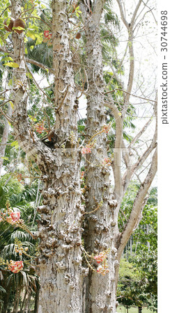 cannonball tree (Couroupita guianensis) cannonball tree (Couroupita guianensis) 30744698