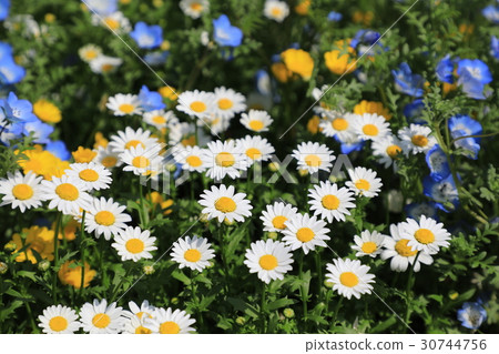 克里斯安化學 克里斯安化學 30744756