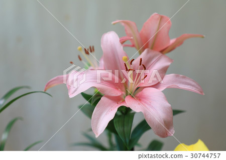 百合花（肯辛頓） 30744757