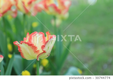 Tulip (Caribbean ballot) 30744774