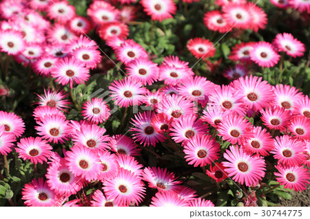 Livingston Daisy 30744775