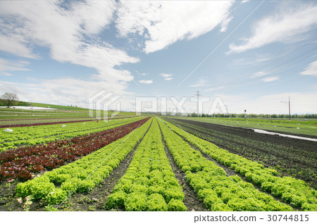 Agricultural field with growing plants Agricultural field with growing plants 30744815