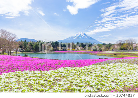 富士柴葉櫻花節 30744837