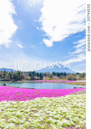 富士柴葉櫻花節 30744838