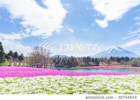 富士柴葉櫻花節 30744839