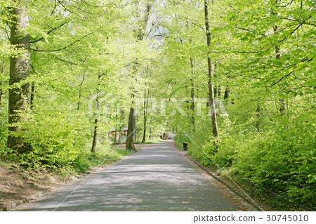 Roads of a beautifull Swiss park 30745010