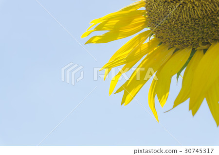 發光在夏天天空的向日葵特寫鏡頭 30745317