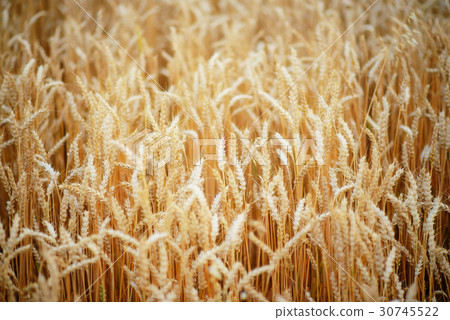 Wheat field. Ears of golden wheat close up. 30745522