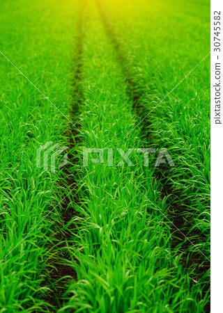Close up of fresh thick grass with water drops  30745582