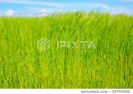 landscape of barley field in early summer 30745600