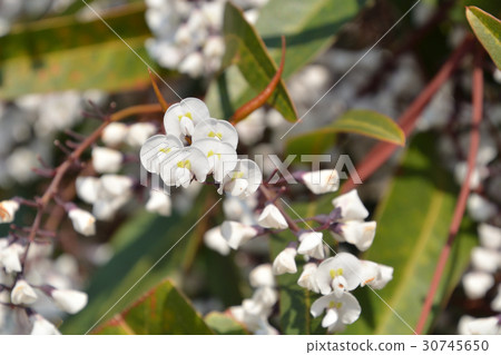 Tree: Harden Bergia Legume Tree: Harden Bergia Legume 30745650