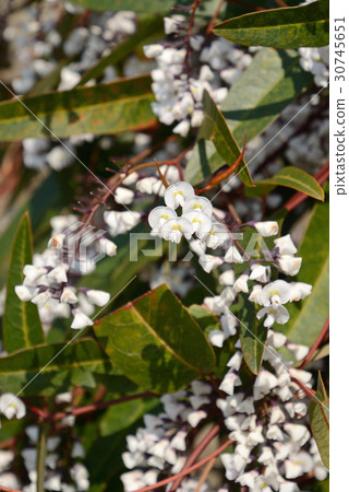 樹:Harden Bergia Legume 樹:Harden Bergia Legume 30745651