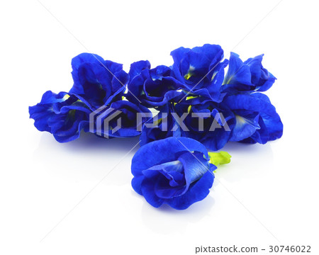 Butterfly Pea isolated on white background 30746022