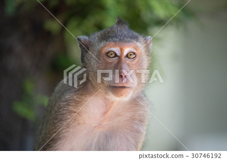 Cute monkey Cute monkey 30746192