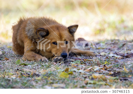 Image of brown dog on nature background. Pet. 30746315