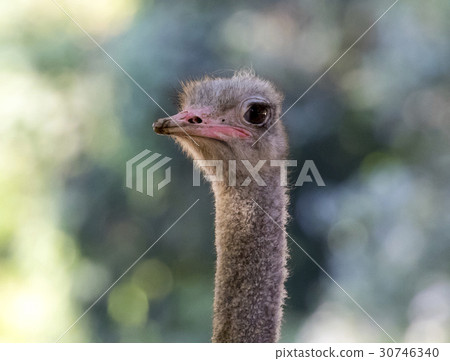 Image of an ostrich head on nature background. 30746340