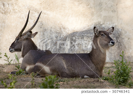 Image of an antelope relax on nature background. 30746341