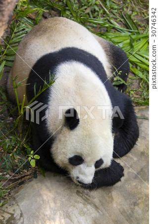 Image of a panda on nature background. 30746342