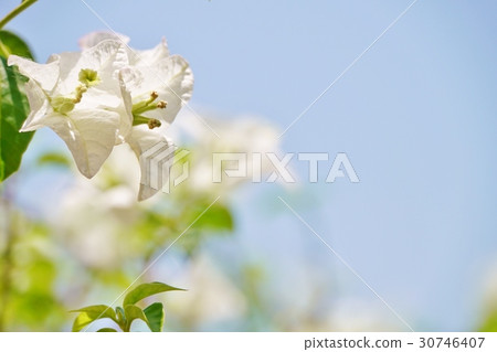 Bougainvillea, Bougainvillea flower (Bougainvillea, Bougain Villea) 30746407