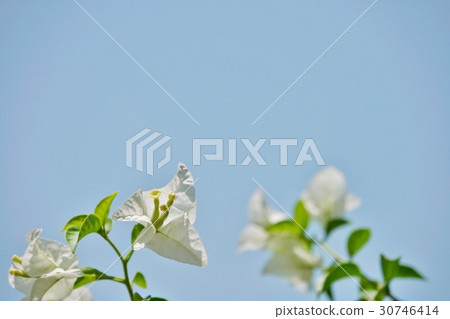 Bougainvillea, Bougainvillea flower (Bougainvillea, Bougain Villea) 30746414