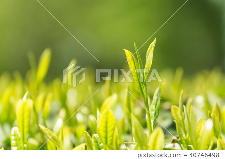 tea, green tea, japanese tea 30746498
