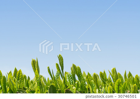 tea, green tea, japanese tea 30746501