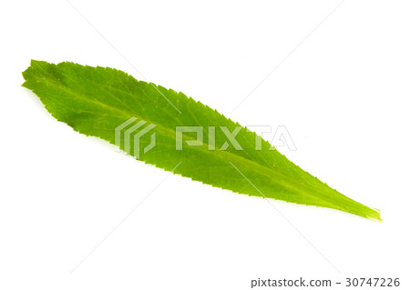 single leaf of eryngium foetidum 30747226