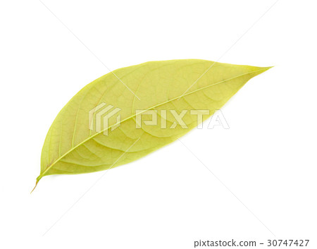 leaves isolated leaves isolated 30747427