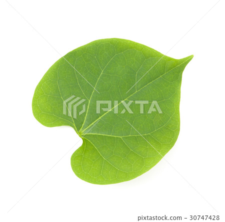 leaves isolated leaves isolated 30747428