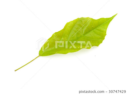 leaves isolated leaves isolated 30747429
