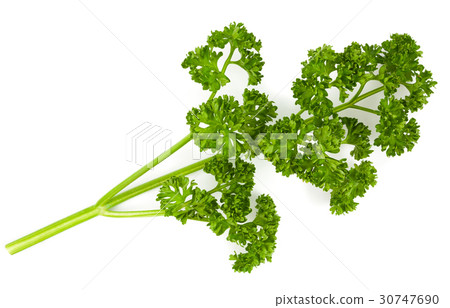 fresh green parsley isolate 30747690