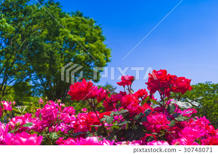 Fresh green and brilliant rose Fresh green and brilliant rose 30748071