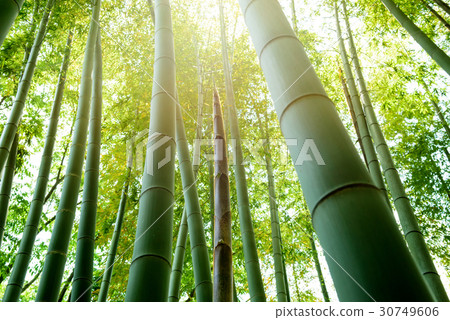竹林竹筍 30749606