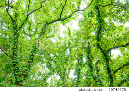Green ivy and trees Green ivy and trees 30749676