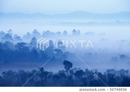 Fog in forest at Thung Salang Luang National Park Fog in forest at Thung Salang Luang National Park 30749936