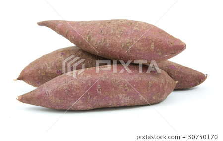 tapioca plants cassava closeup isolated tapioca plants cassava closeup isolated 30750170