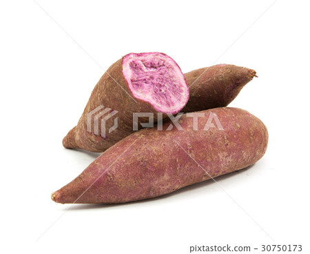 tapioca plants cassava closeup isolated 30750173
