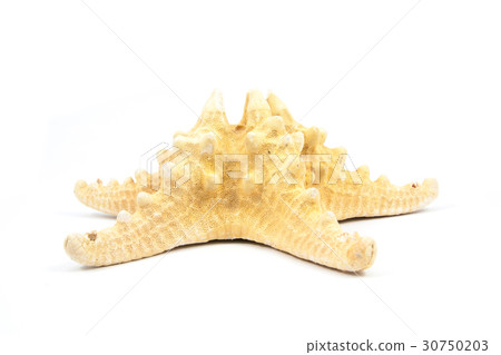 starfish isolated 30750203