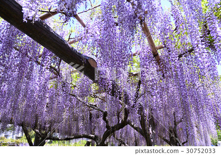 Wisteria flowers Wisteria flowers 30752033