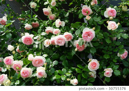 皮埃爾德龍薩爾 皮埃爾德龍薩爾 30755376