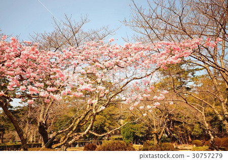 Cherry Blossoms at Izumo Taisha Cherry Blossoms at Izumo Taisha 30757279