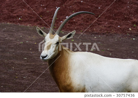 White Oryx 35 30757436